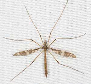 Mosquito Hawk Closeup Wallpaper