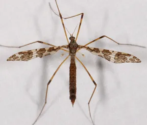 Mosquito Hawk Closeup Wallpaper