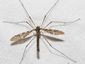 Mosquito Hawk Closeup Wallpaper