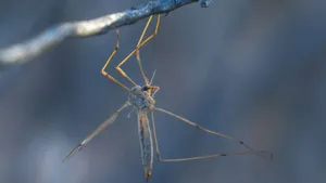 Mosquito Hawk Perchedon Twig Wallpaper