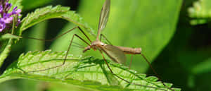 Mosquito Hawk Restingon Green Leaf Wallpaper