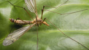 Mosquito Hawk Restingon Leaf Wallpaper