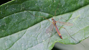 Mosquito Hawk Restingon Leaf Wallpaper