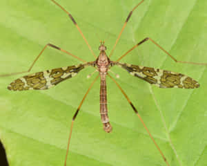 Mosquito Hawk Restingon Leaf Wallpaper