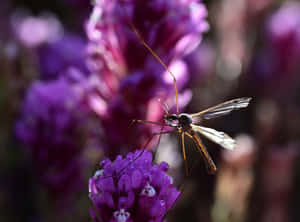 Mosquito Hawk Restingon Purple Flower Wallpaper