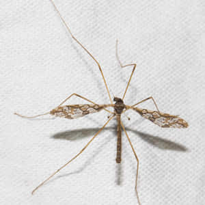 Mosquito Hawk Restingon Wall Wallpaper