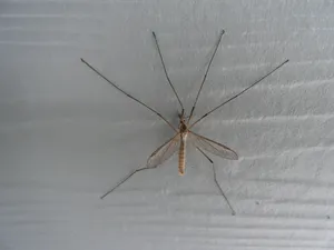 Mosquito Hawk Restingon Wall Wallpaper