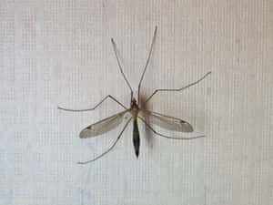Mosquito Hawk Restingon Wall Wallpaper