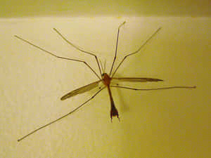 Mosquito Hawk Restingon Wall Wallpaper