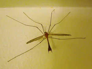 Mosquito Hawk Restingon Wall Wallpaper