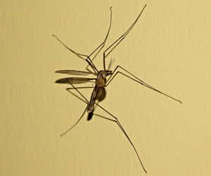 Mosquito Hawk Restingon Wall Wallpaper