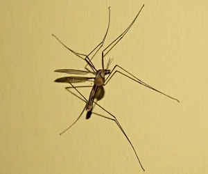 Mosquito Hawk Restingon Wall Wallpaper