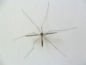 Mosquito Hawkon Wall Wallpaper