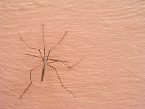 Mosquito Hawkon Wooden Surface Wallpaper