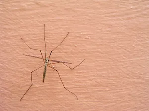 Mosquito Hawkon Wooden Surface Wallpaper