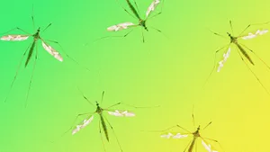Mosquito Hawks Against Green Background Wallpaper