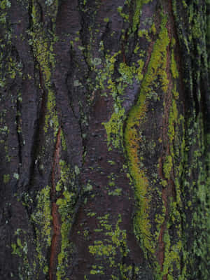 Mossy Bark Texture Green Brown Aesthetic.jpg Wallpaper