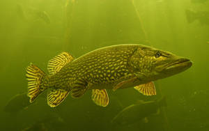 Mossy Lake Pike Fish Wallpaper