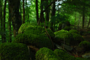 Mossy Rocks In Forest Greenery Wallpaper