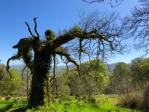 Mossy Tree Silhouette Newry U K Wallpaper