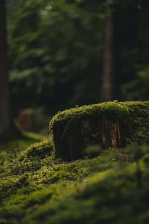 Mossy Tree Stump_ Goblincore Forest Scene.jpg Wallpaper