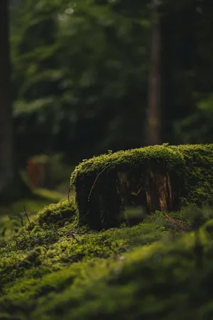 Mossy Tree Stump_ Goblincore Forest Scene.jpg Wallpaper