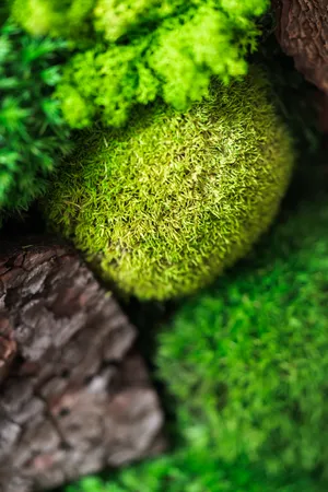 Most Beautiful Hd Green Moss Wallpaper