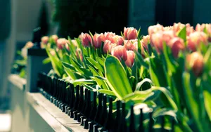 Most Beautiful Spring Garden Tulips Wallpaper