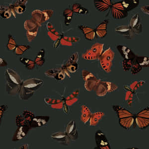 Moth_and_ Butterfly_ Pattern_ Dark_ Background Wallpaper