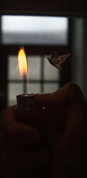 Moth Drawnto Flame Wallpaper