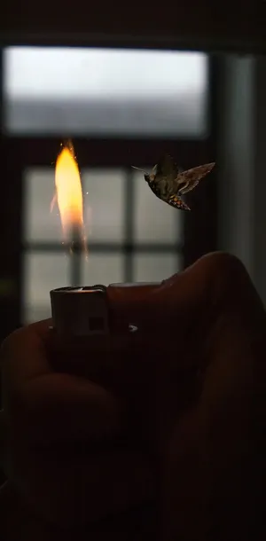 Moth Drawnto Flame Wallpaper