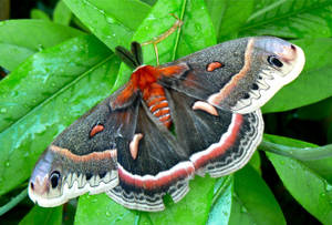 Moth Green And Red On Leaves Top View Wallpaper