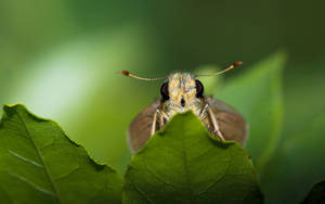 Moth On Green Aesthetic Leaves Wallpaper