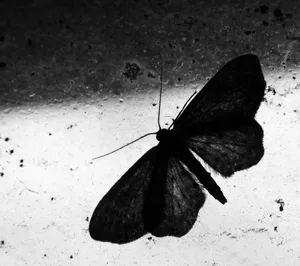 Moth On Window Black And White Wallpaper