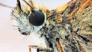 Moth Side View Close-up Wallpaper