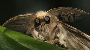 Moth_with_ Feathery_ Antennae_ Closeup.jpg Wallpaper