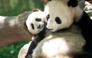 Mother And Baby Panda Laptop Wallpaper