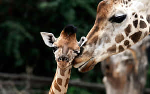 Mother Giraffe Snuggling Young Cute Giraffe Gently Wallpaper
