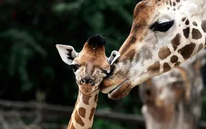 Mother Giraffe Snuggling Young Cute Giraffe Gently Wallpaper