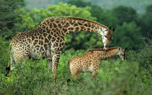 Mother Giraffe Wandering In Wild With Her Cub Wallpaper