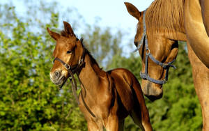 Mother Horse Facing Young Foal Wallpaper