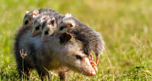 Mother_ Possum_with_ Joeys_ Riding_ Back Wallpaper