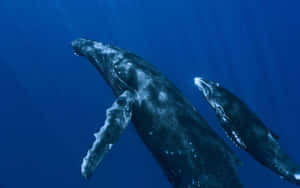 Motherand Calf Gray Whale Underwater Wallpaper