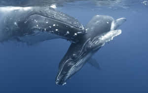 Motherand Calf Humpback Whales Wallpaper