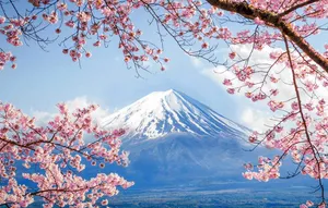 Mount_ Fuji_and_ Cherry_ Blossoms Wallpaper