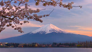 Mount_ Fuji_with_ Cherry_ Blossoms_at_ Dusk Wallpaper