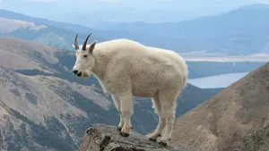 Mountain Goat High Altitude Perch Wallpaper