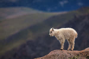 Mountain Goat Kid On Cliff Edge Wallpaper