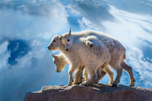 Mountain Goat Kids On Cliff Edge Wallpaper