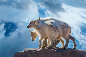 Mountain Goat Kids On Cliff Edge Wallpaper